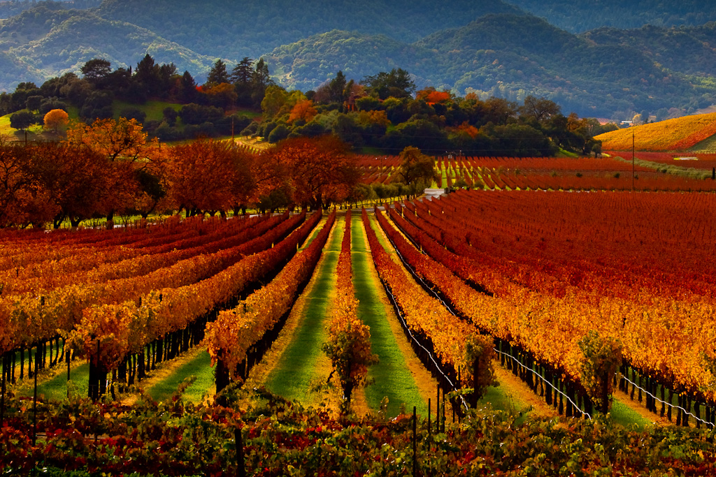 Two lessons from the wine industry for destination marketers