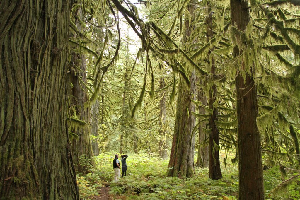Temperate rainforest in Bella Coola, British Columbia. Image credit: Robyn Hanson