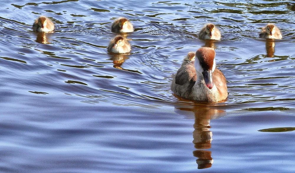Ducks in formation