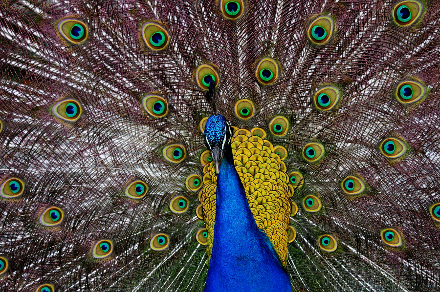 Peacock