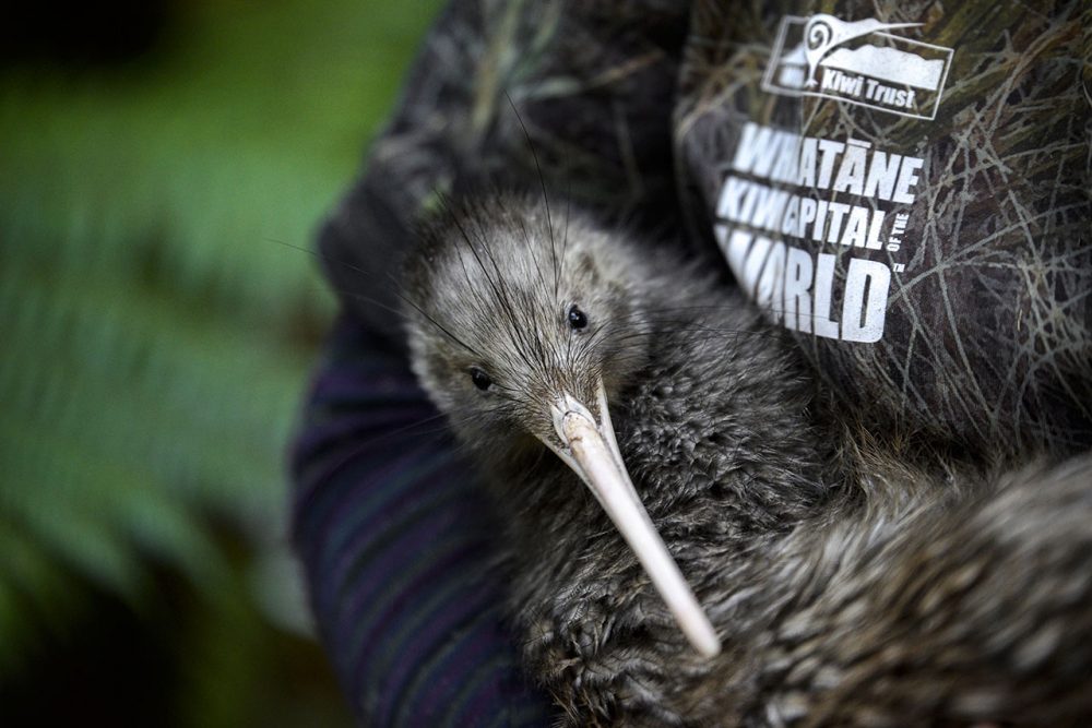 Conservation inspires unique tourism experience in Bay of Plenty: Whakatāne’s Kiwi Wandering Trail