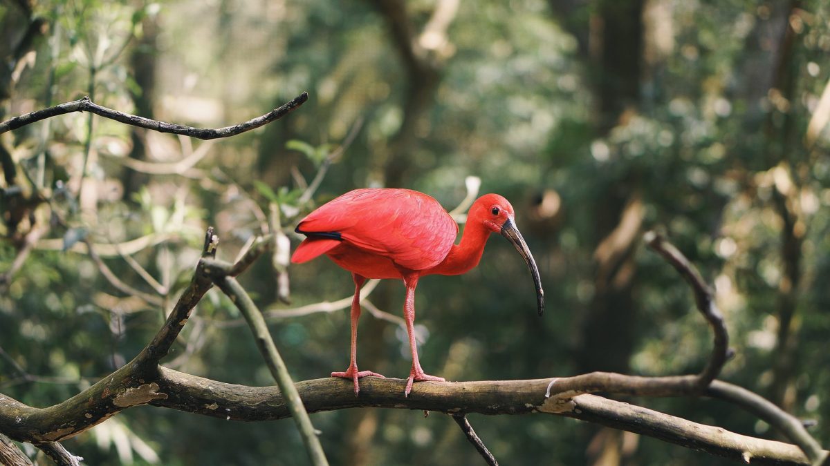 A brightly coloured bird stands on a branch in front of a forest.