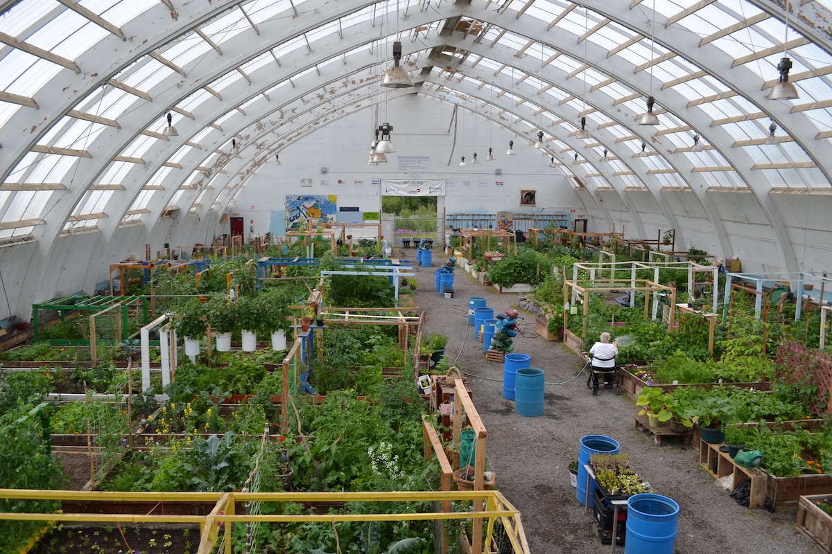 A greenhouse inside a former hockey arena, full of green plants.