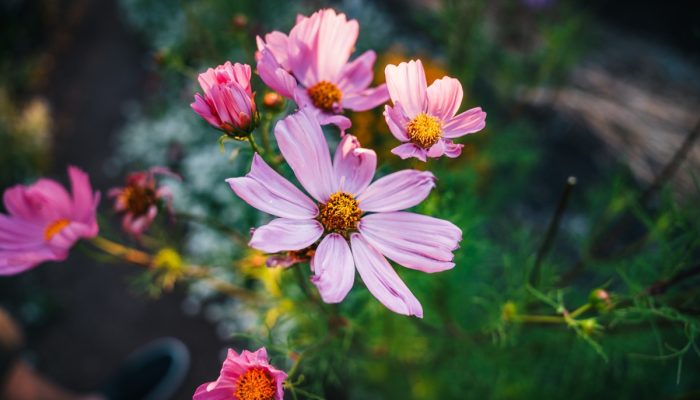 A close-up photo of pink flowers outdoors.